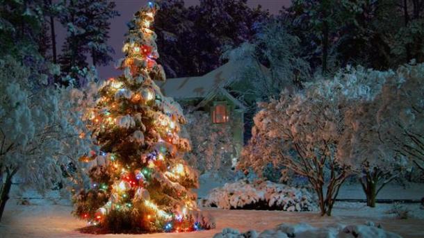 ws_Outdoor_Christmas_tree_2560x1440 (Small)